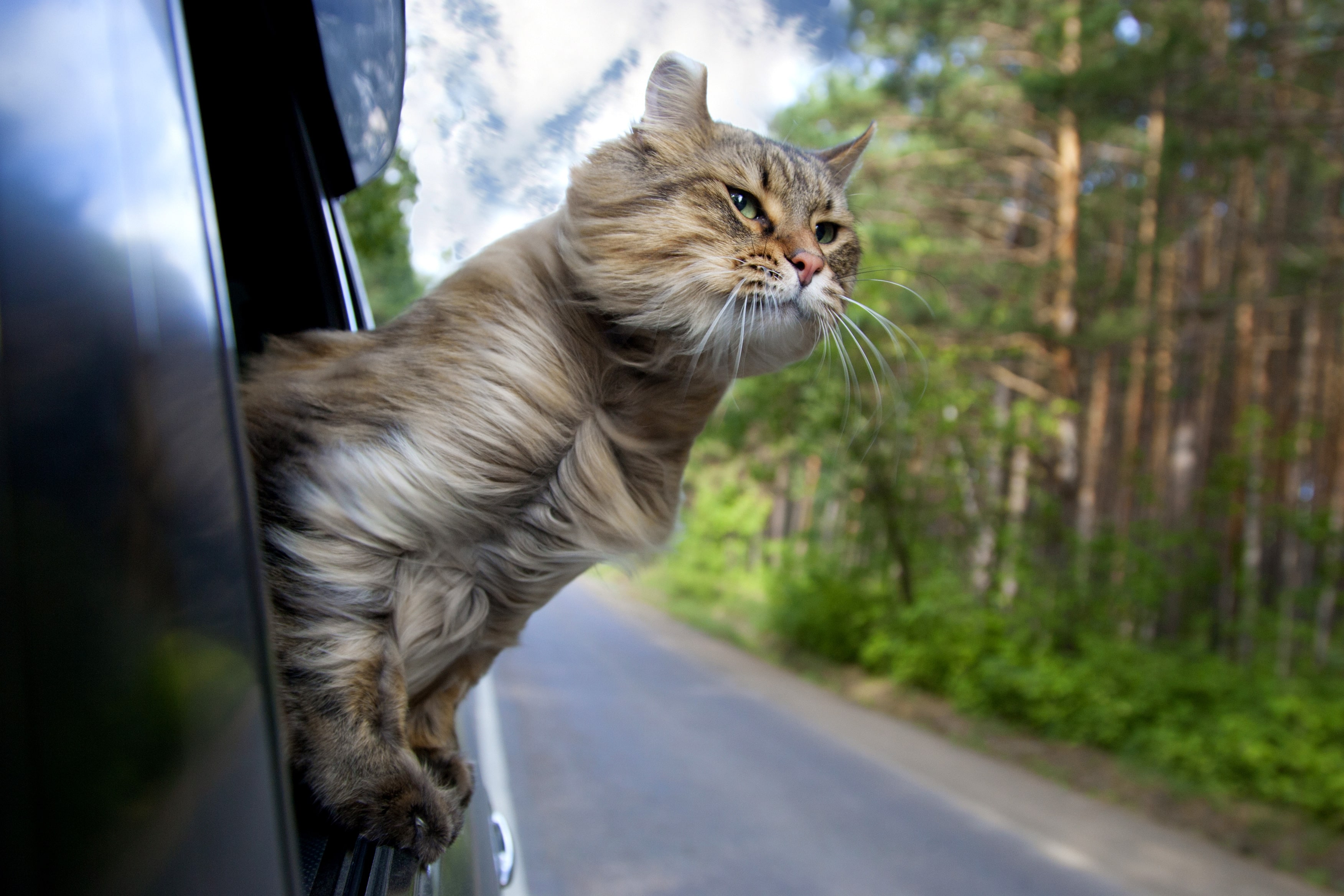 How to Travel with a Cat