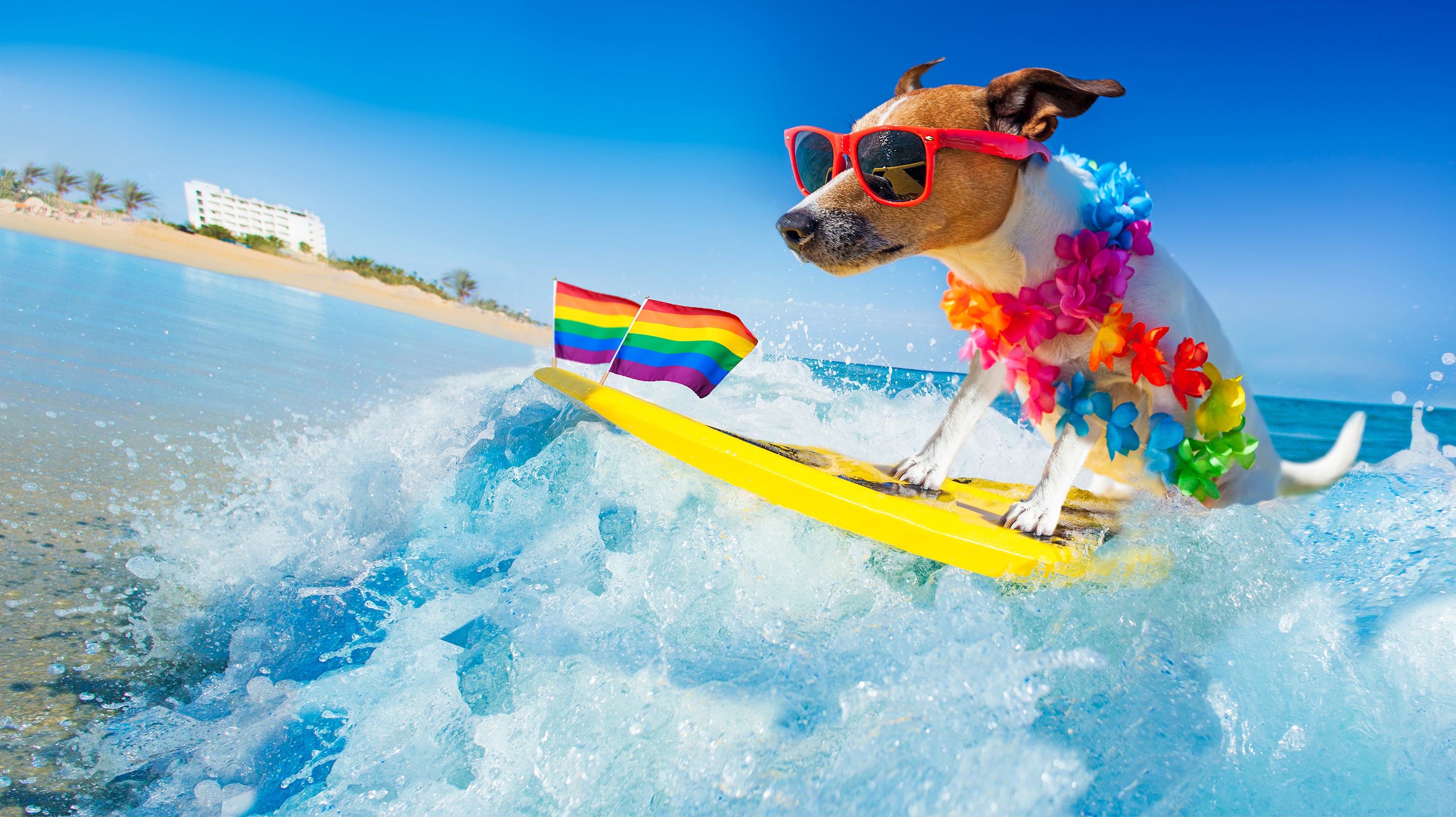 How to Travel with a Dog
