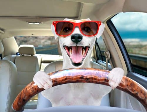 Find out the best pet transport services for your baby to arrive safe and sound.