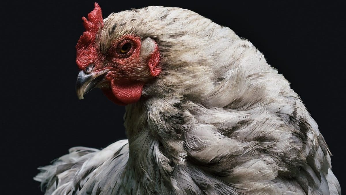 Chickens for Gasoline: How to Clench the Crypto Conversation