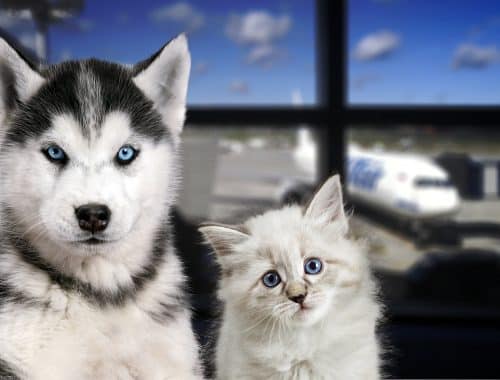 Find the best in pet friendly airlines, here in this short article: https://blog.beapp.co/2019/11/the-best-pet-friendly-airlines/ #BeFriendly #BeTraveling #pet #cat #dog #BeDiscovering #BeDiscoverable #BeApp