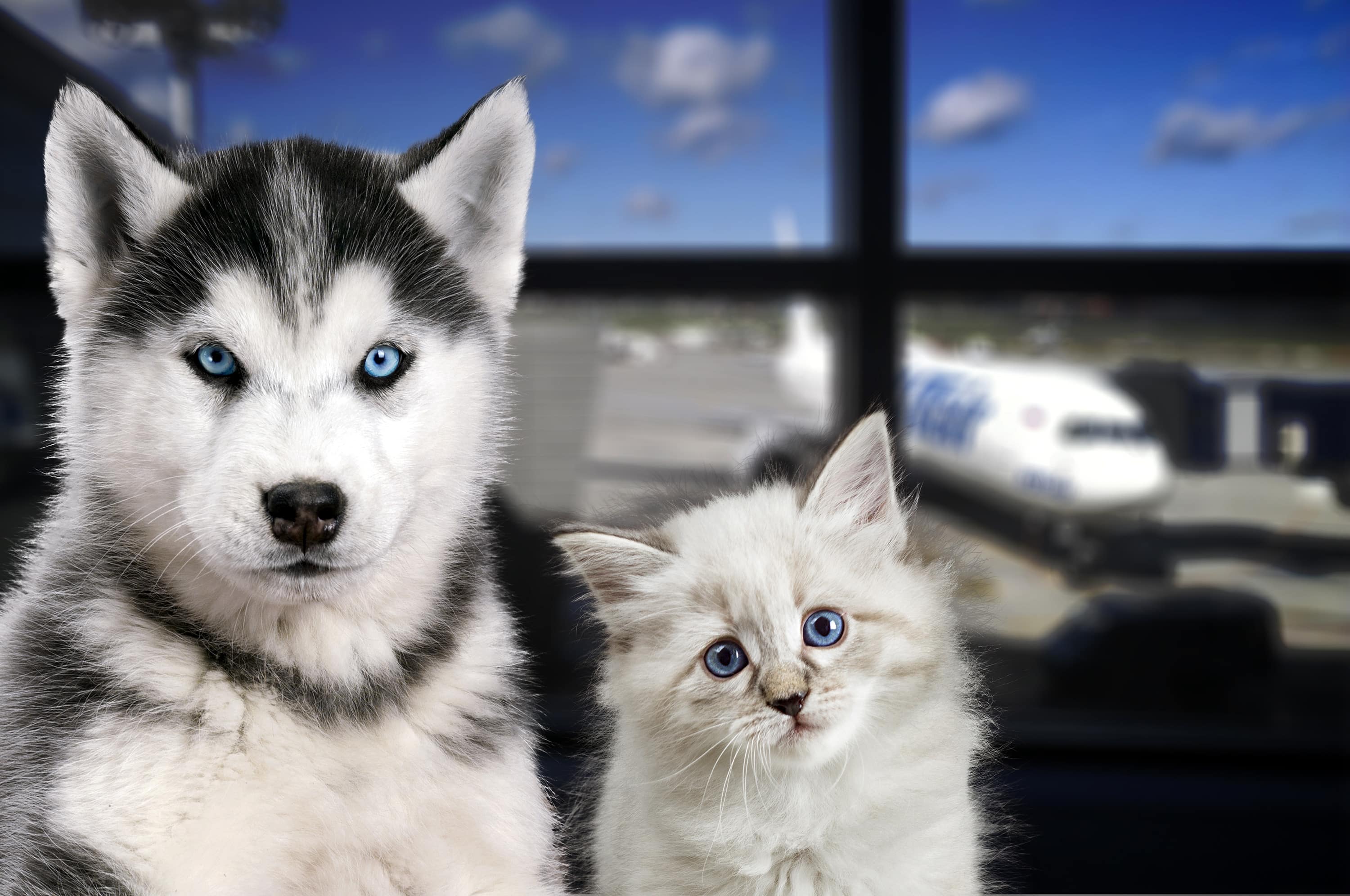 The Best Pet Friendly Airlines